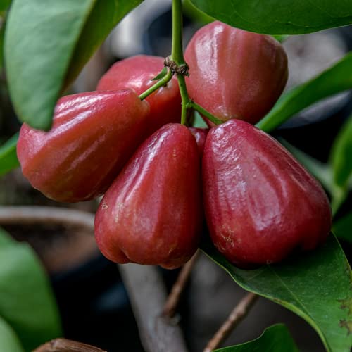 Live Red Rose Apple Plant, Red Wax Apple Tree Plant, 2 Ft Tall Sweet Fruit Plant for Garden