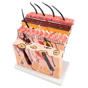 teaching model,skin anatomy model, structural anatomical model, anatomical skin enlarged tissue structure model, used for scientific classroom research and display teachi