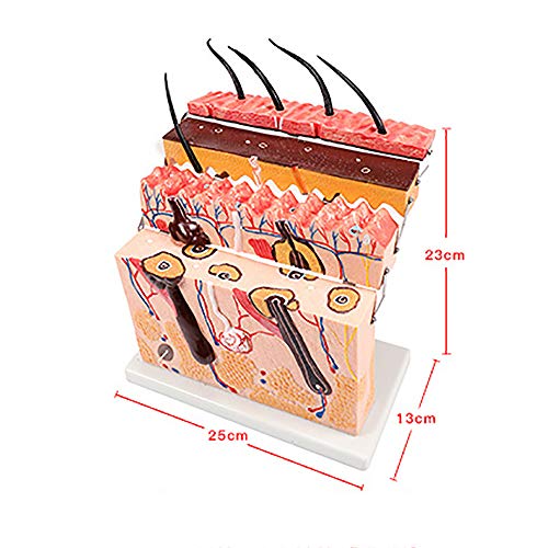 Teaching Model,Skin Anatomy Model, Structural Anatomical Model, Anatomical Skin Enlarged Tissue Structure Model, Used for Scientific Classroom Research and Display Teachi