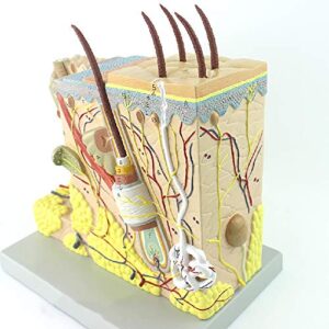 Teaching Model,Skin Anatomy Model, Skin Model, Enlarged Human Skin Anatomical Structure Model, Skin Beauty Plastic Face and Face Model for Biology Cosmetic Surgery Teachi