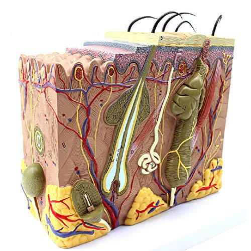 Teaching Model,Skin Anatomical Model, Skin Model, Dermatology Doctor-Patient Communication Model, Beauty Micro-Skin Anatomy Model, Plastic Anatomy Anatomy Teaching Tool