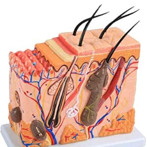 Anatomy Model, Skin Structure Anatomical Model - Human Skin Organ Anatomy Model - Medical Anatomical Skin Tissue Model - for Study Display Teaching Medical Model for Medical Demonstration