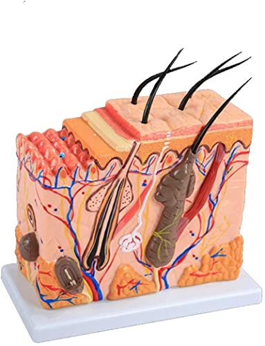 Anatomy Model, Skin Structure Anatomical Model - Human Skin Organ Anatomy Model - Medical Anatomical Skin Tissue Model - for Study Display Teaching Medical Model for Medical Demonstration