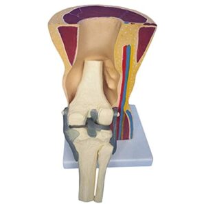 anatomy model anatomical human knee joint, skin bone skeleton model, knee joint ligaments skeleton muscle anatomy model, medical educational aid