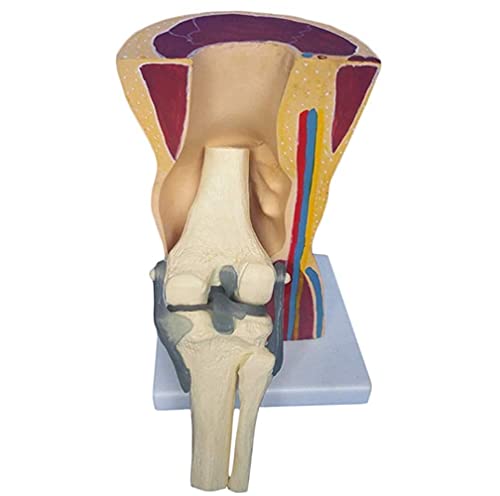 Anatomy Model Anatomical Human Knee Joint, Skin Bone Skeleton Model, Knee Joint Ligaments Skeleton Muscle Anatomy Model, Medical Educational Aid