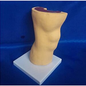 Anatomy Model Anatomical Human Knee Joint, Skin Bone Skeleton Model, Knee Joint Ligaments Skeleton Muscle Anatomy Model, Medical Educational Aid