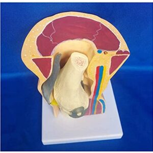 Anatomy Model Anatomical Human Knee Joint, Skin Bone Skeleton Model, Knee Joint Ligaments Skeleton Muscle Anatomy Model, Medical Educational Aid