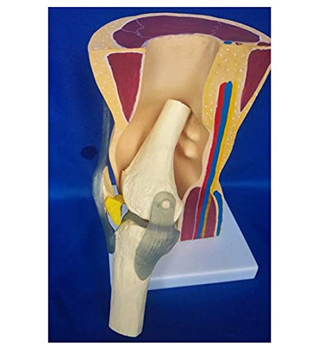 Anatomy Model Anatomical Human Knee Joint, Skin Bone Skeleton Model, Knee Joint Ligaments Skeleton Muscle Anatomy Model, Medical Educational Aid