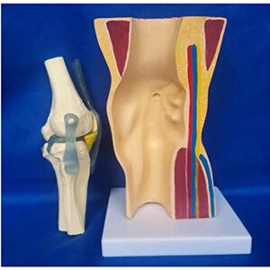 Anatomy Model Anatomical Human Knee Joint, Skin Bone Skeleton Model, Knee Joint Ligaments Skeleton Muscle Anatomy Model, Medical Educational Aid