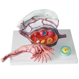 deaver uterine anatomy model ovarian enlargement model skin and genitourinary system anatomical medical educational training aid,medical models & educational materials