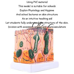 Anatomy Model Human Skin Tissue Structure Enlarged -A Total of 4 Components, Used for Anatomy Research and Medical School Education