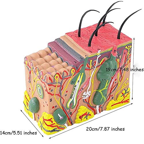 Anatomy Model Human Skin Tissue Structure Enlarged -A Total of 4 Components, Used for Anatomy Research and Medical School Education