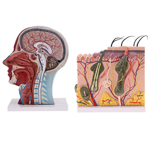 Anatomy Model Assembly Model Human Skin Layers and Head Nerves Set Teaching Supplies