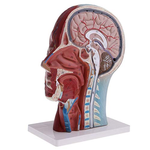 Anatomy Model Assembly Model Human Skin Layers and Head Nerves Set Teaching Supplies