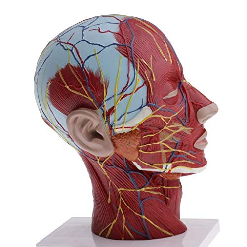 Anatomy Model Assembly Model Human Skin Layers and Head Nerves Set Teaching Supplies