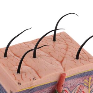 Anatomy Model Assembly Model Human Skin Layers and Head Nerves Set Teaching Supplies