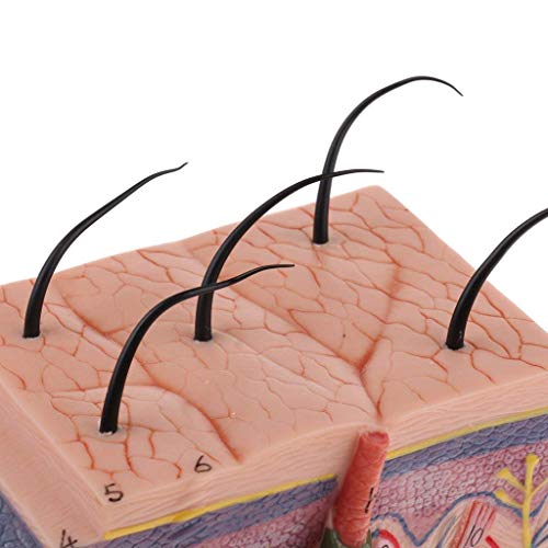 Anatomy Model Assembly Model Human Skin Layers and Head Nerves Set Teaching Supplies