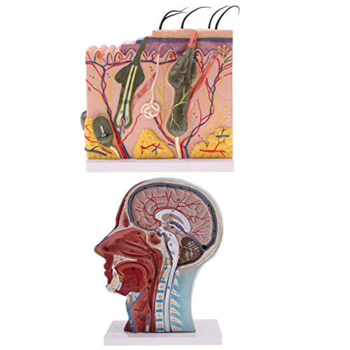 Anatomy Model Assembly Model Human Skin Layers and Head Nerves Set Teaching Supplies