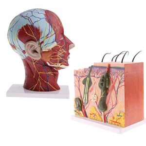 Anatomy Model Assembly Model Human Skin Layers and Head Nerves Set Teaching Supplies