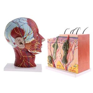 Anatomy Model Assembly Model Human Skin Layers and Head Nerves Set Teaching Supplies