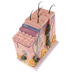 Anatomy Model Assembly Model Human Skin Layers and Head Nerves Set Teaching Supplies