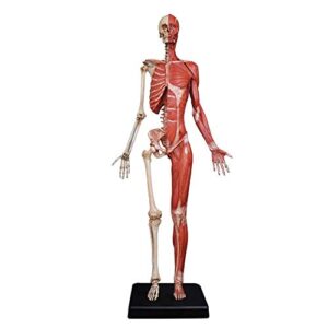 Anatomy Model Female Anatomy Figure - Human Muscle Skeleton Painting Model Human Anatomical Muscle Bone Ecorche and Skin Model Reference for Artist