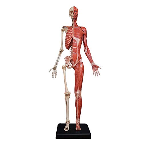 Anatomy Model Female Anatomy Figure - Human Muscle Skeleton Painting Model Human Anatomical Muscle Bone Ecorche and Skin Model Reference for Artist