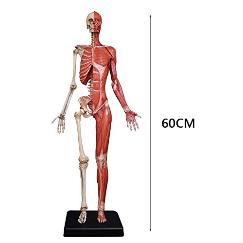 Anatomy Model Female Anatomy Figure - Human Muscle Skeleton Painting Model Human Anatomical Muscle Bone Ecorche and Skin Model Reference for Artist