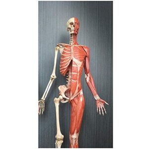 Anatomy Model Female Anatomy Figure - Human Muscle Skeleton Painting Model Human Anatomical Muscle Bone Ecorche and Skin Model Reference for Artist