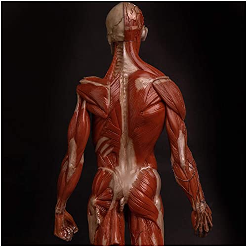 Anatomy Model 23.6 Inch Male Anatomy Figure - Human Muscle Skeleton Painting Model Human Anatomical Muscle Bone Ecorche and Skin Model Reference for Artist