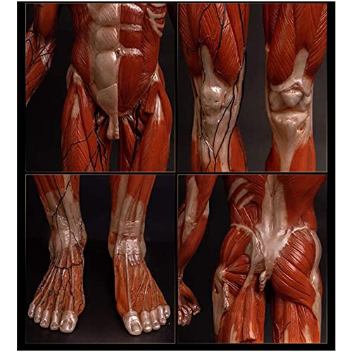 Anatomy Model 23.6 Inch Male Anatomy Figure - Human Muscle Skeleton Painting Model Human Anatomical Muscle Bone Ecorche and Skin Model Reference for Artist