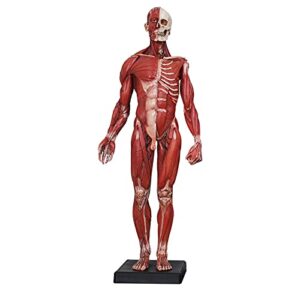 Anatomy Model 23.6 Inch Male Anatomy Figure - Human Muscle Skeleton Painting Model Human Anatomical Muscle Bone Ecorche and Skin Model Reference for Artist