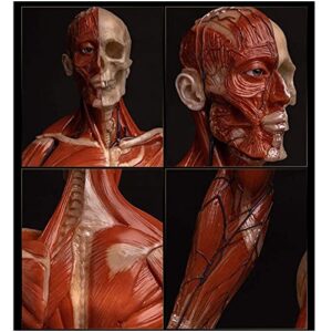 Anatomy Model 23.6 Inch Male Anatomy Figure - Human Muscle Skeleton Painting Model Human Anatomical Muscle Bone Ecorche and Skin Model Reference for Artist