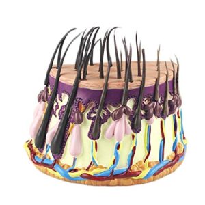 anatomy model anatomical skin model - human hair anatomical magnification model growth process hair follicle anatomy model - for medical educational aid