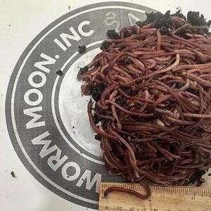 50+ Red Wigglers Composting Worms, Composting Bins