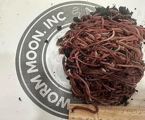 50+ Red Wigglers Composting Worms, Composting Bins