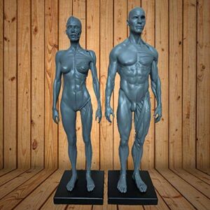 educational model,30 cm male & female human anatomy figure écorché and skin model laboratory material, anatomical reference for artists (gray, 2pcs)