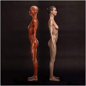 human anatomical muscle bone and skin model - 23.6inch female anatomy figure human body musculoskeletal anatomical model painting sculpture model for reference art teaching tools
