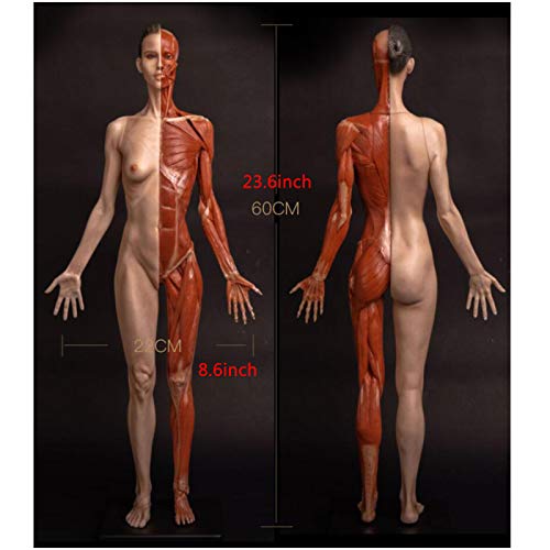 Human Anatomical Muscle Bone and Skin Model - 23.6Inch Female Anatomy Figure Human Body Musculoskeletal Anatomical Model Painting Sculpture Model for Reference Art Teaching Tools