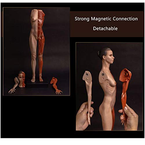 Human Anatomical Muscle Bone and Skin Model - 23.6Inch Female Anatomy Figure Human Body Musculoskeletal Anatomical Model Painting Sculpture Model for Reference Art Teaching Tools