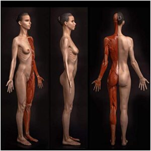 Human Anatomical Muscle Bone and Skin Model - 23.6Inch Female Anatomy Figure Human Body Musculoskeletal Anatomical Model Painting Sculpture Model for Reference Art Teaching Tools