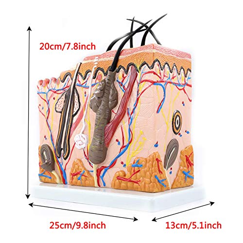 70X Enlarged Human Big Anatomical Skin Magnified Tissue Structure Model for Biology Minimally Invasive Cosmetic Surgery Teaching Model