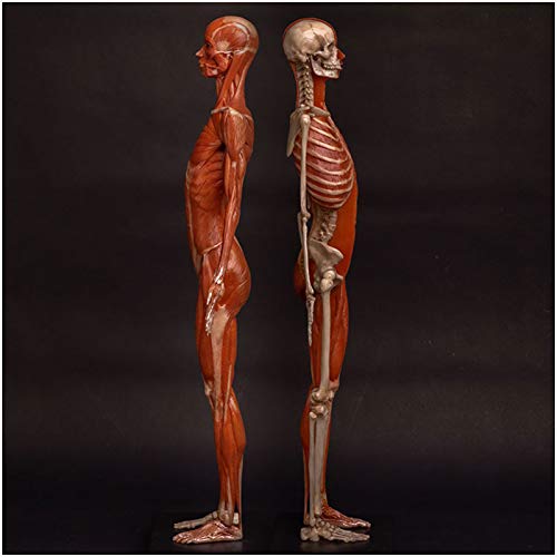 Female Anatomy Figure Painting Model - Medical Anatomical Human Muscle Bone and Skin Model - Human Skull Head Body Muscle Bone Sculpture Model - for Drawing Study