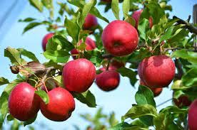 3 WINESAP Apple Fruit Tree Scion Grafting 10-12 INCHES/Cutting/Rooting