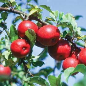 3 WINESAP Apple Fruit Tree Scion Grafting 10-12 INCHES/Cutting/Rooting