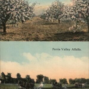Cabazon Orchard, Cabazon Rancho, Perris Valley Alfalfa Cabazon, California CA Original Antique Postcard