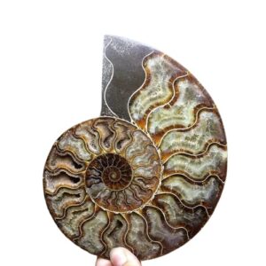 raldmov natural beautiful ammonite fossil conch specimen collectibles home decor gifts ornament (5-6.5in)