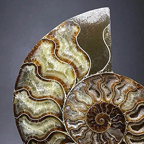 RALDMOV Natural Beautiful Ammonite Fossil Conch Specimen Collectibles Home Decor Gifts Ornament (5-6.5in)