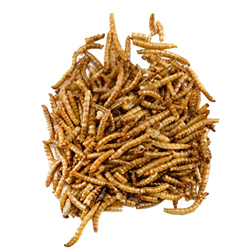 Carnivorous Plant Food Dried Mealworms (1oz), for Feeding Carnivorous Plants (Venus Fly Trap, Pitcher Plant, Sundews, Etc.)