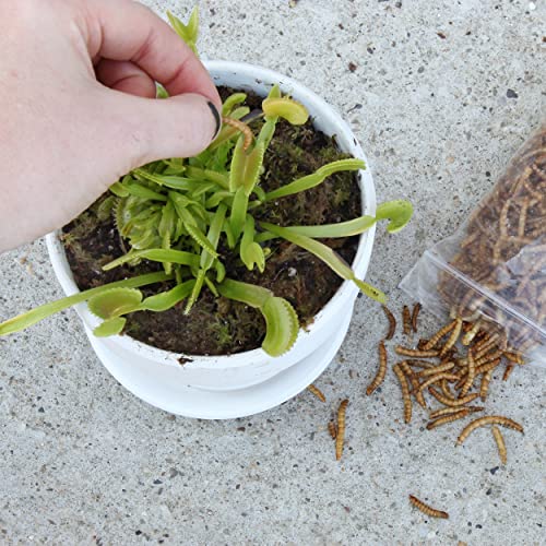 Carnivorous Plant Food Dried Mealworms (1oz), for Feeding Carnivorous Plants (Venus Fly Trap, Pitcher Plant, Sundews, Etc.)